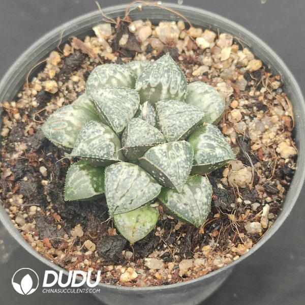 Haworthia splendens Yukigeshiki - Image 2