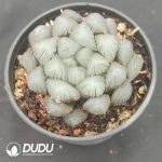 Haworthia Ice Lantern - Image 2
