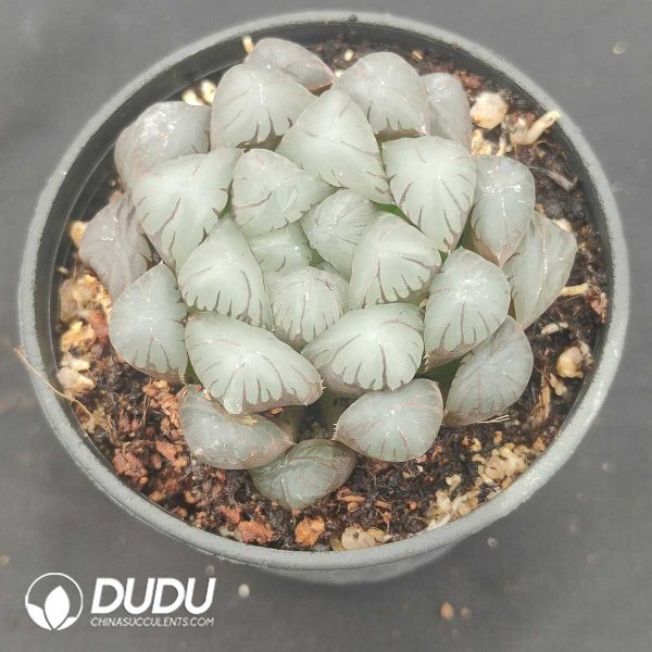 Haworthia Ice Lantern - Image 2
