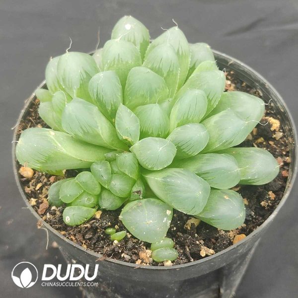 Haworthia Emperor Jade Dew - Image 2