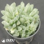Haworthia cooperi cv. variegated Clustering - Image 2