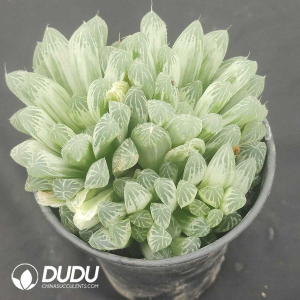 Haworthia cooperi cv. variegated Clustering - Image 2