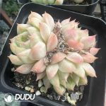 Echeveria Malgan Clustering - Image 2