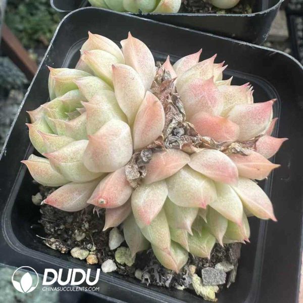 Echeveria Malgan Clustering - Image 2