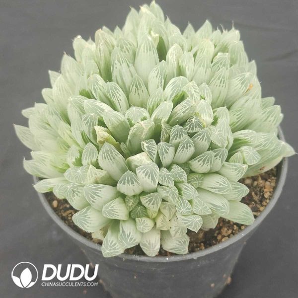 Haworthia cooperi cv. variegated Clustering - Image 2