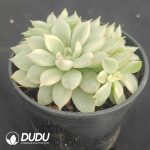 Echeveria Mebina variegated clustering - Image 2