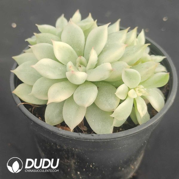 Echeveria Mebina variegated clustering - Image 2