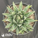 Agave victoriae-reginae - Image 2