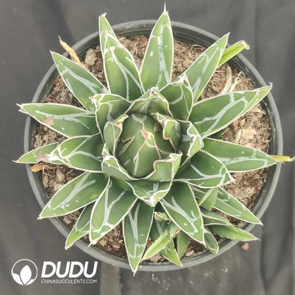 oplus_32 Agave victoriae-reginae - Image 2
