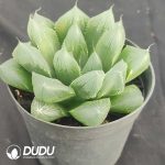 Haworthia cooperi Devil - Image 2