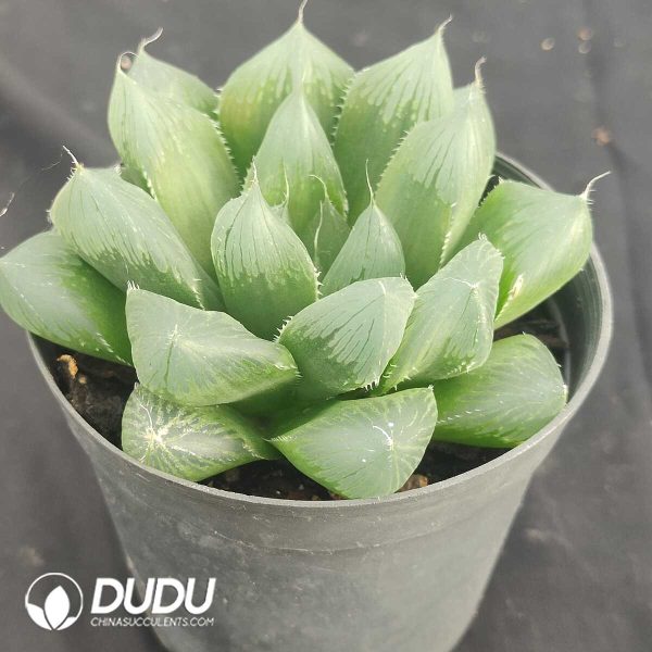 Haworthia cooperi Devil - Image 2