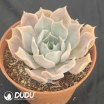 Echeveria desert camel - Image 2