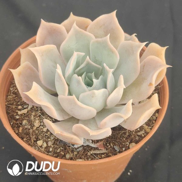 Echeveria desert camel - Image 2