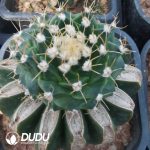 Obregonia Denegrii(Grafted) - Image 2