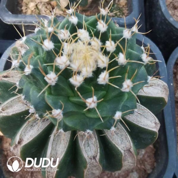 e202-595.jpg Obregonia Denegrii(Grafted) - Image 2