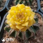 Obregonia Denegrii Variegated(Grafted) - Image 2