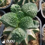 Ariocarpus fissuratus cv Godzilla(Grafted) - Image 2