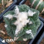 Ariocarpus fissuratus (Grafted) - Image 2