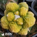 Ariocarpus stenopleurum Variegated (Grafted) - Image 2