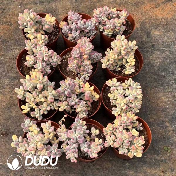 Cotyledon Orbiculata cv Variegated Clustering - Image 2