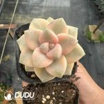 Pachyphytum Apricot Beauty - Image 2