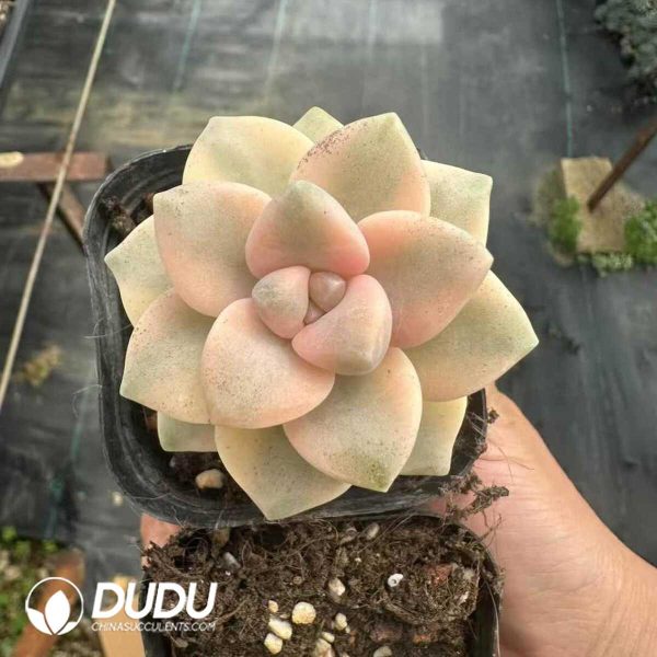 Pachyphytum Apricot Beauty - Image 2