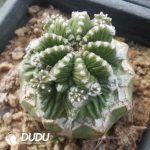 Aztekium ritteri (Grafted) - Image 2