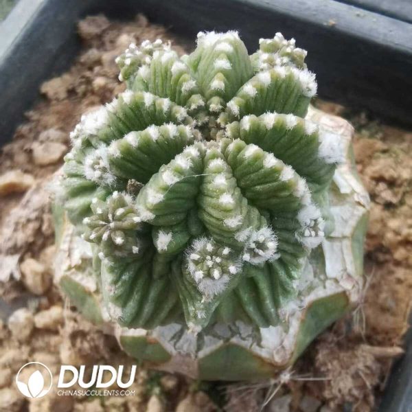 e202-600.jpg Aztekium ritteri (Grafted) - Image 2