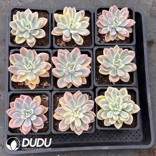 Graptoveria Opalina Variegated - Image 2