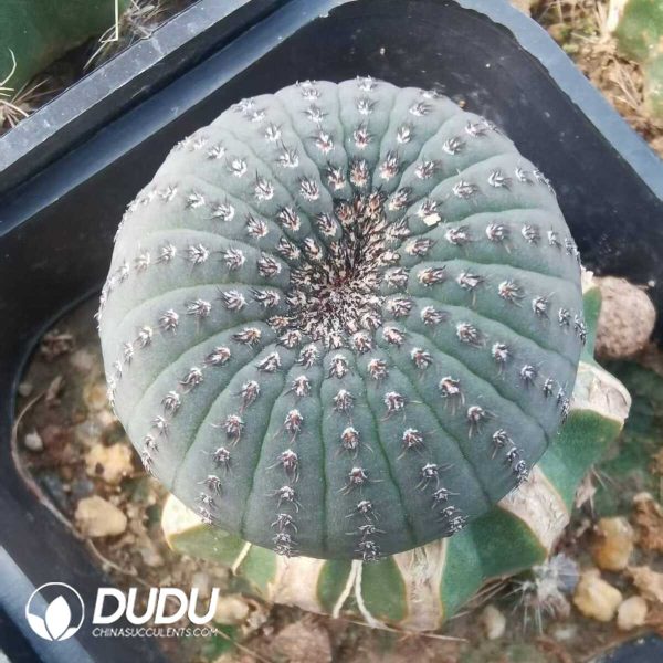 e202-601.jpg Cactus Frailea asterioides(Grafted) - Image 2