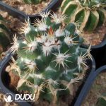 Coryphantha Tripugionacantha (Grafted) - Image 2