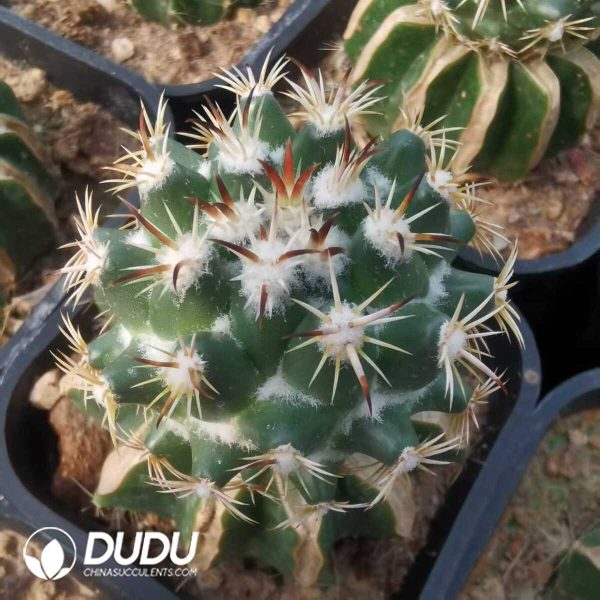 e202-602.jpg Coryphantha Tripugionacantha (Grafted) - Image 2