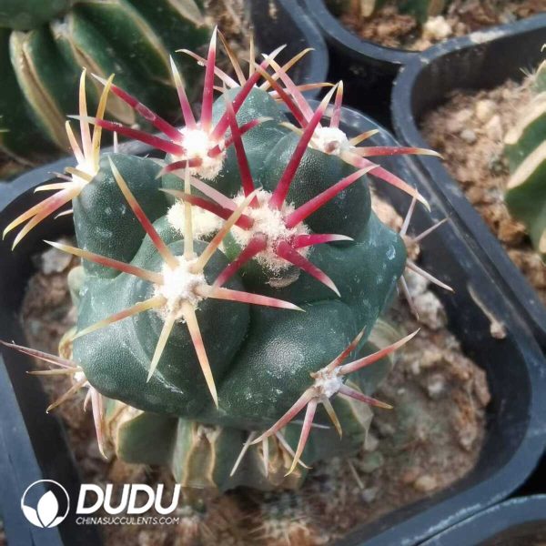 e202-603.jpg Thelocactus Heterochromus (Grafted) - Image 2