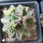 Aztekium Ritteri Five Star (Grafted) - Image 2