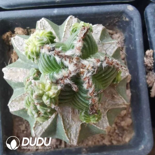 e202-604.jpg Aztekium Ritteri Five Star (Grafted) - Image 2