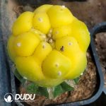 Lophophora Variegated (Grafted) - Image 2