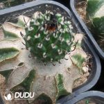 Turbinicarpus schmiedickeanus(Grafted) - Image 2