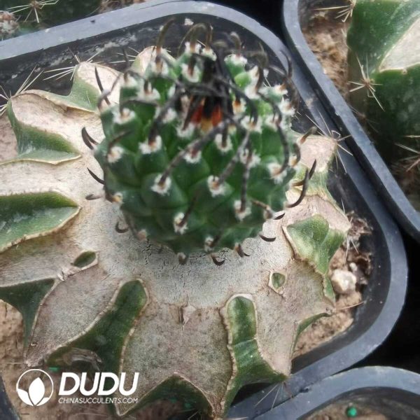 e202-606.jpg Turbinicarpus schmiedickeanus(Grafted) - Image 2