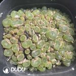 Conophytum phoeniceum - Image 2