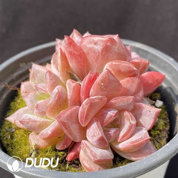 e202-608.jpg Echeveria Amber Clustering - Image 2