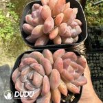 Echeveria Monroe Double Head - Image 2