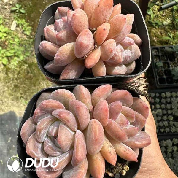 Echeveria Monroe Double Head - Image 2