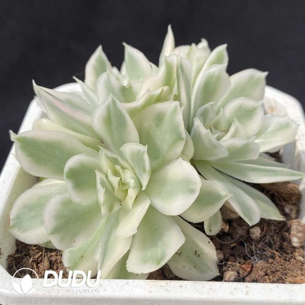 e202-610.jpg Echeveria Purple Butterfly Variegated Clustering - Image 2