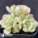 Echeveria cv Victor Variegated Clustering - Image 2