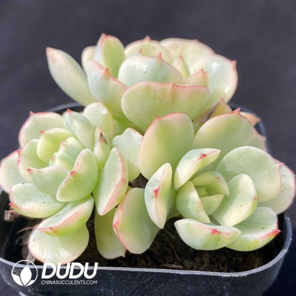 e202-611.jpg Echeveria cv Victor Variegated Clustering - Image 2