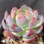 Echeveria Casio - Image 2