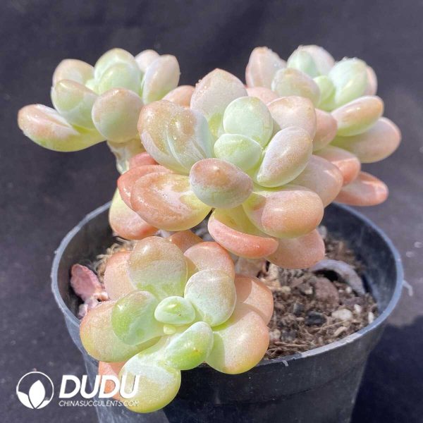 e202-617.jpg Graptopetalum Sakura Miul 4 Heads Clustering - Image 2