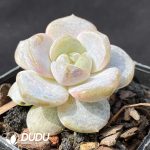 Echeveria Purple Mirror - Image 2