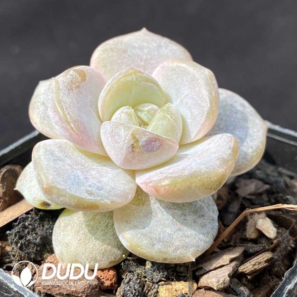 e202-618.jpg Echeveria Purple Mirror - Image 2