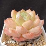 Echeveria Fond Dream - Image 2